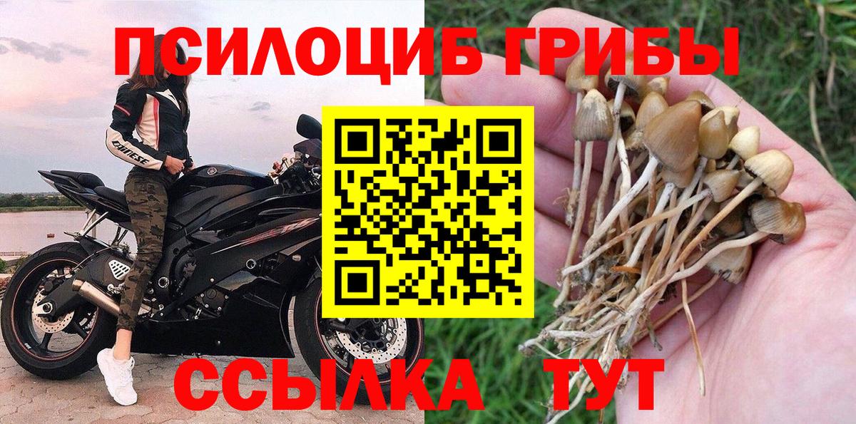 Псилоцибиновые грибы GOLDEN TEACHER Чернушка